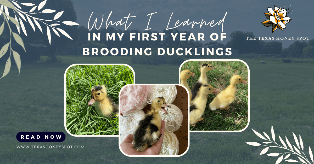 What I Learned In My First Year of Brooding Ducklings
